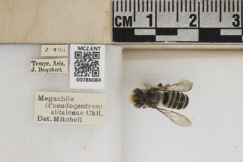Media type: image;   Entomology 786084 Aspect: Labels